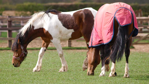 Horse Rugging Guide: What Horse Rug Size, Weight & Type Do You Need?