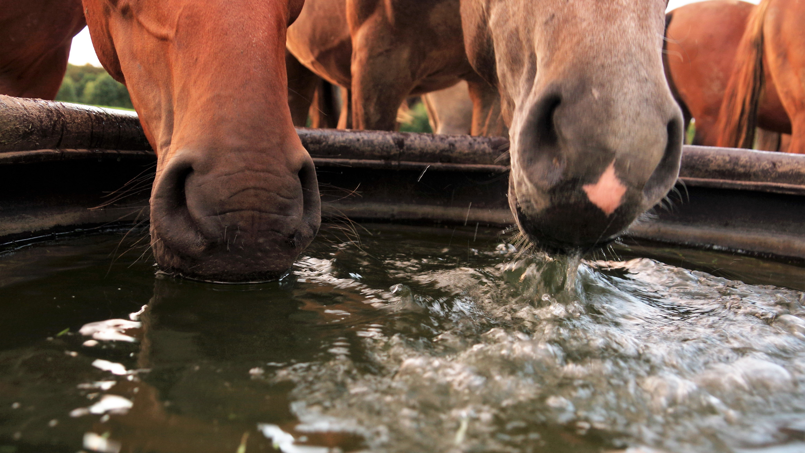 Thirsty Work: Dehydration In Horses